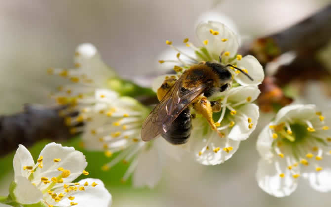 分蜂热