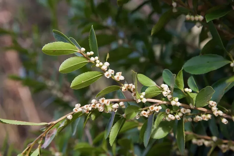 柃木蜜源是什么植物（冬季大蜜源柃木介绍）