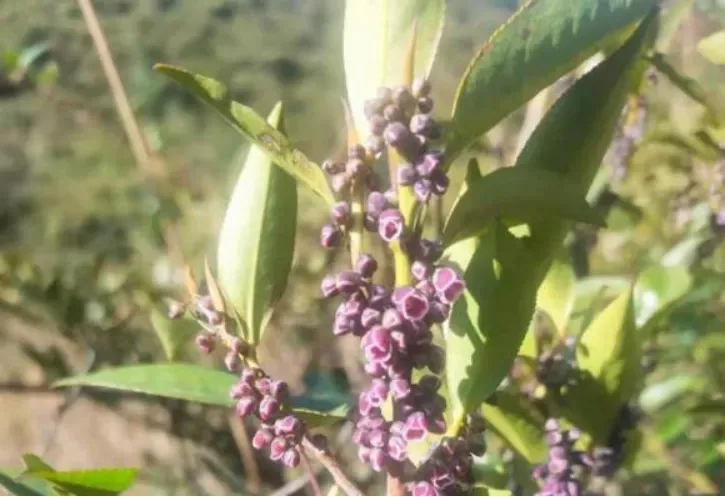 柃木蜜源是什么植物（冬季大蜜源柃木介绍）