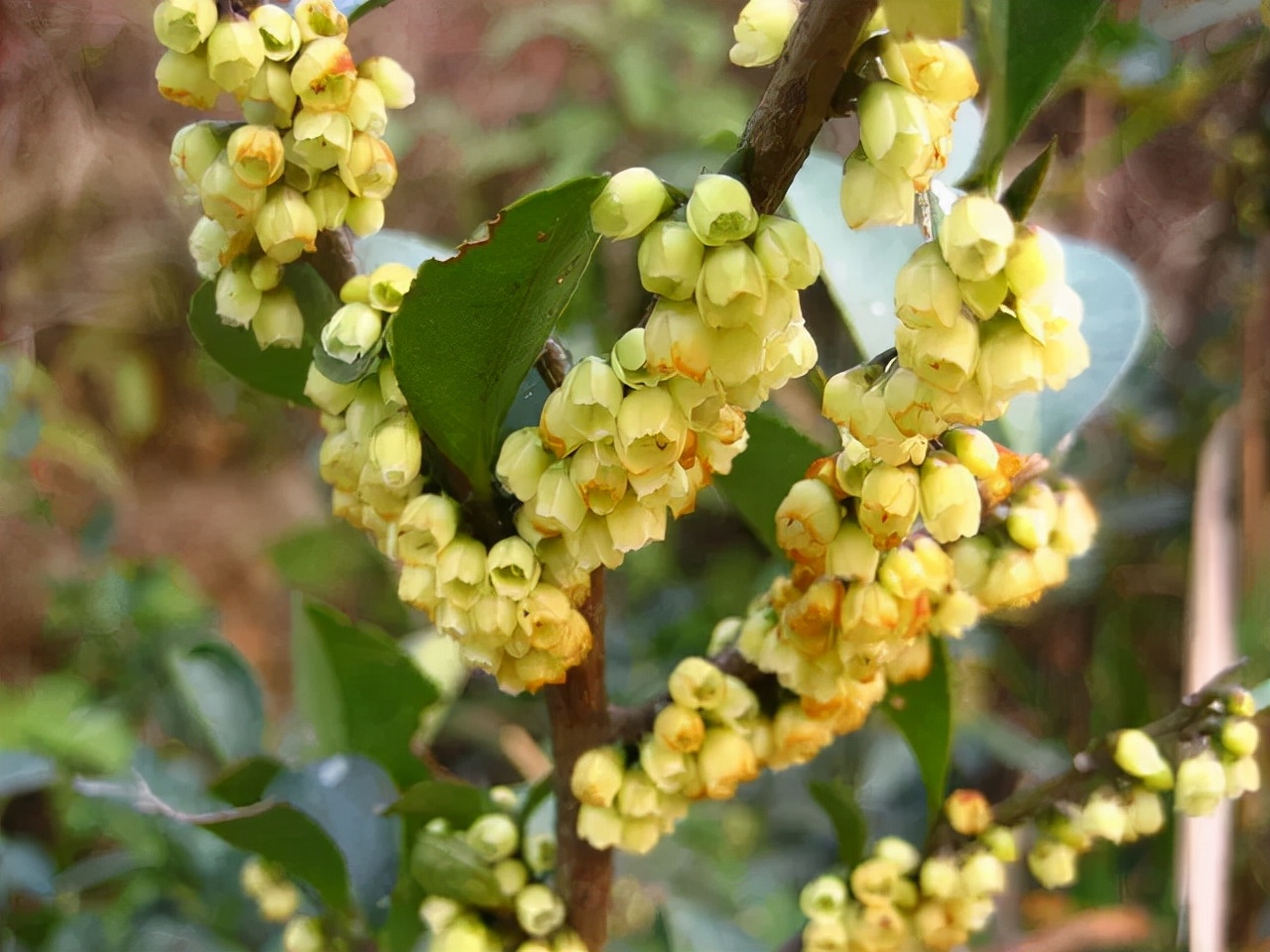 柃木蜜源是什么植物（冬季大蜜源柃木介绍）