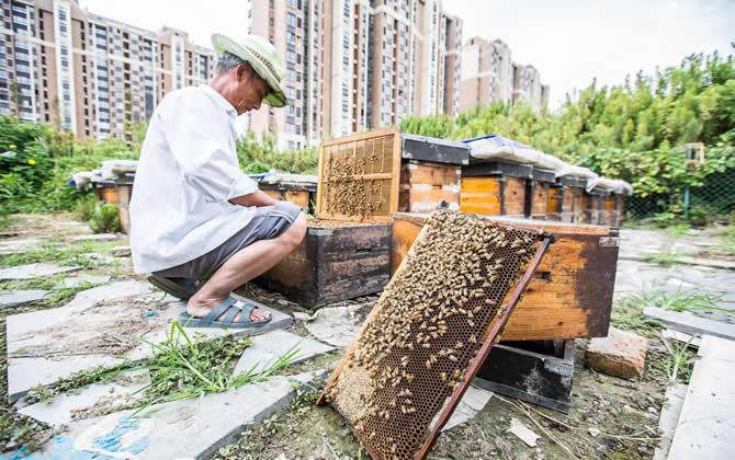 阳台养蜂