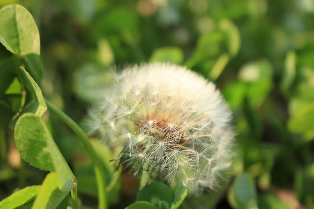 蒲公英开花时间是几点（蒲公英的功效与作用）