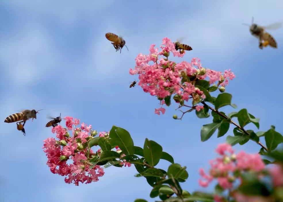 蜜蜂的活动范围有多大（蜜蜂喜欢在什么地方活动）