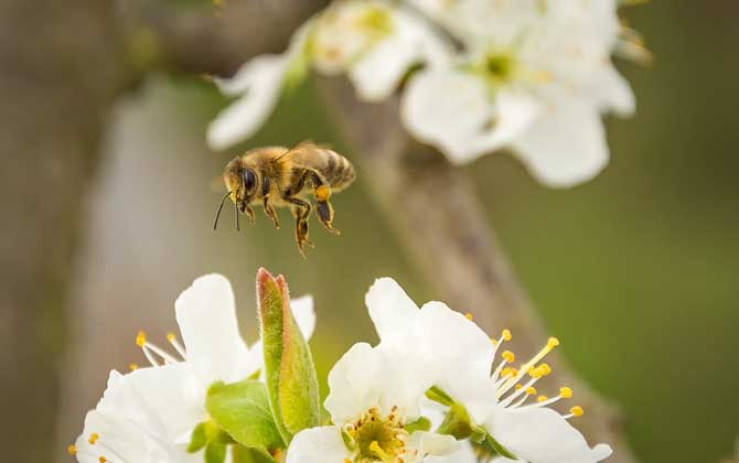 蜜蜂怎么发育的（蜜蜂的习性及发育过程）