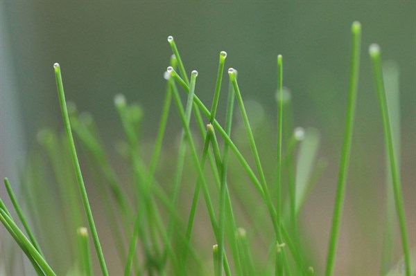 蜂蜜和韭菜可以一起吃吗（韭菜和疯子一起吃会出现什么副作用）