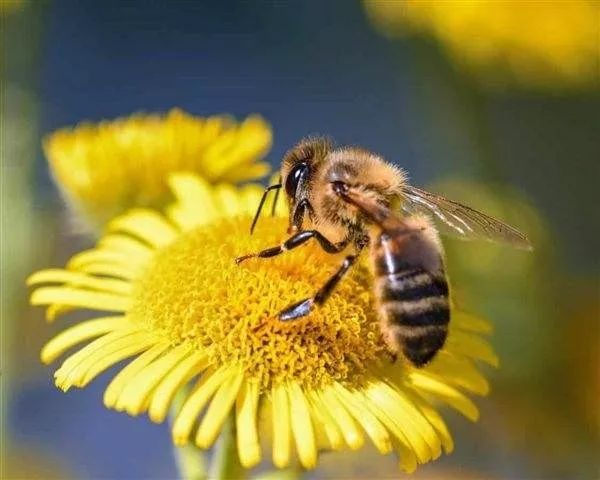 蜜蜂一年四季都在采蜜吗（蜜蜂四季都干什么）