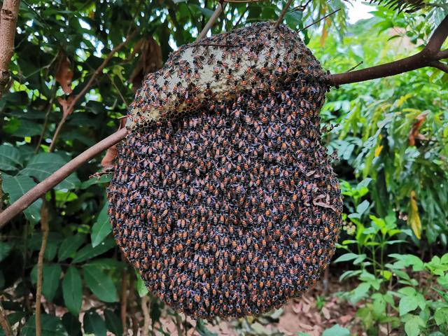 黑小蜜蜂能人工养殖吗（黑小蜜蜂可以养吗）