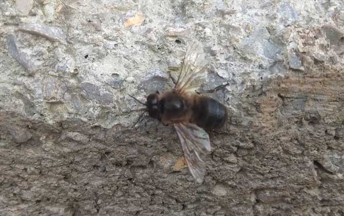 第一只蜜蜂是蜂王还是普通雌蜂（蜂王、雄蜂和工蜂分别是什么蜂）