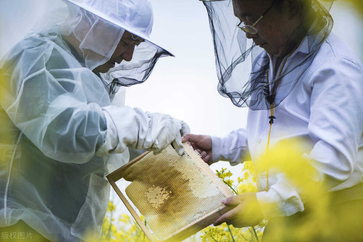 什么时候取蜜对蜂群的伤害最小（取走蜂蜜对蜜蜂有影响吗）