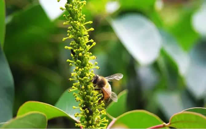 乌桕蜜价格多少钱一斤