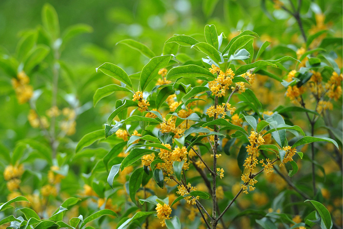 桂花是什么颜色的（桂花的颜色和象征）