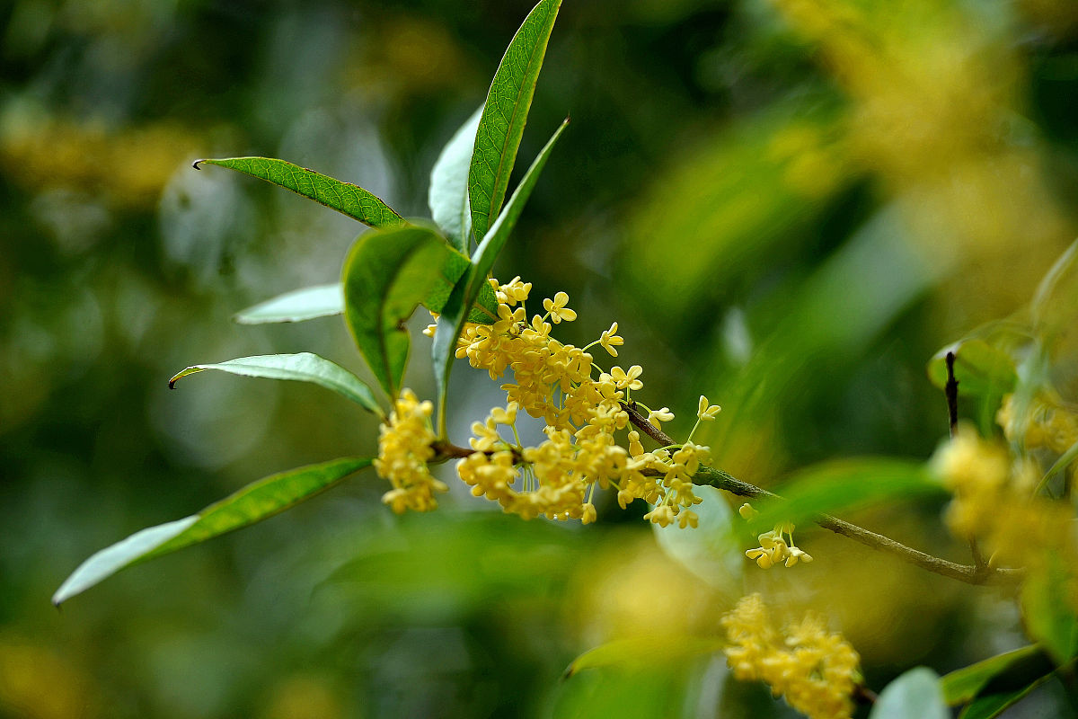 桂花是什么颜色的（桂花的颜色和象征）