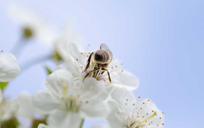 牛粪吸引蜜蜂