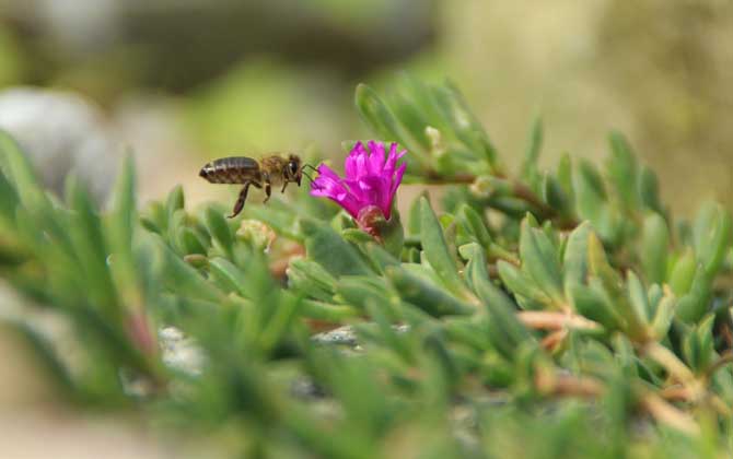 牛粪吸引蜜蜂