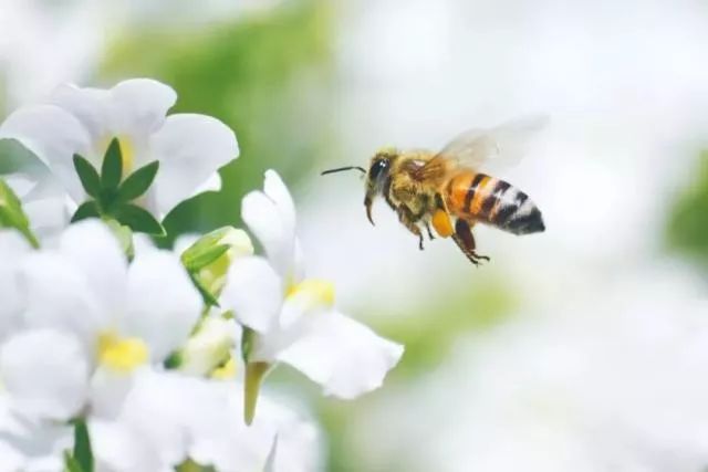 定地蜜蜂养殖入门知识（养殖蜜蜂的基本知识）