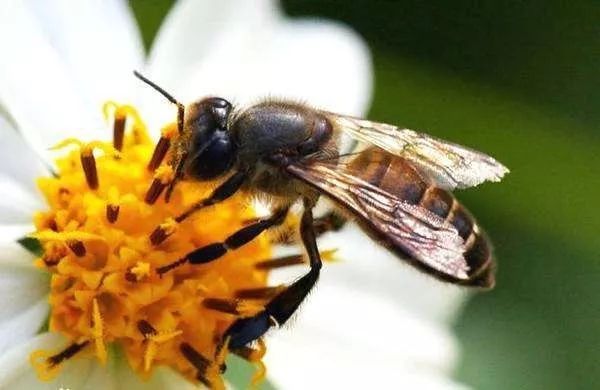 工蜂少量进花粉是什么原因（中蜂少量进花粉什么原因）