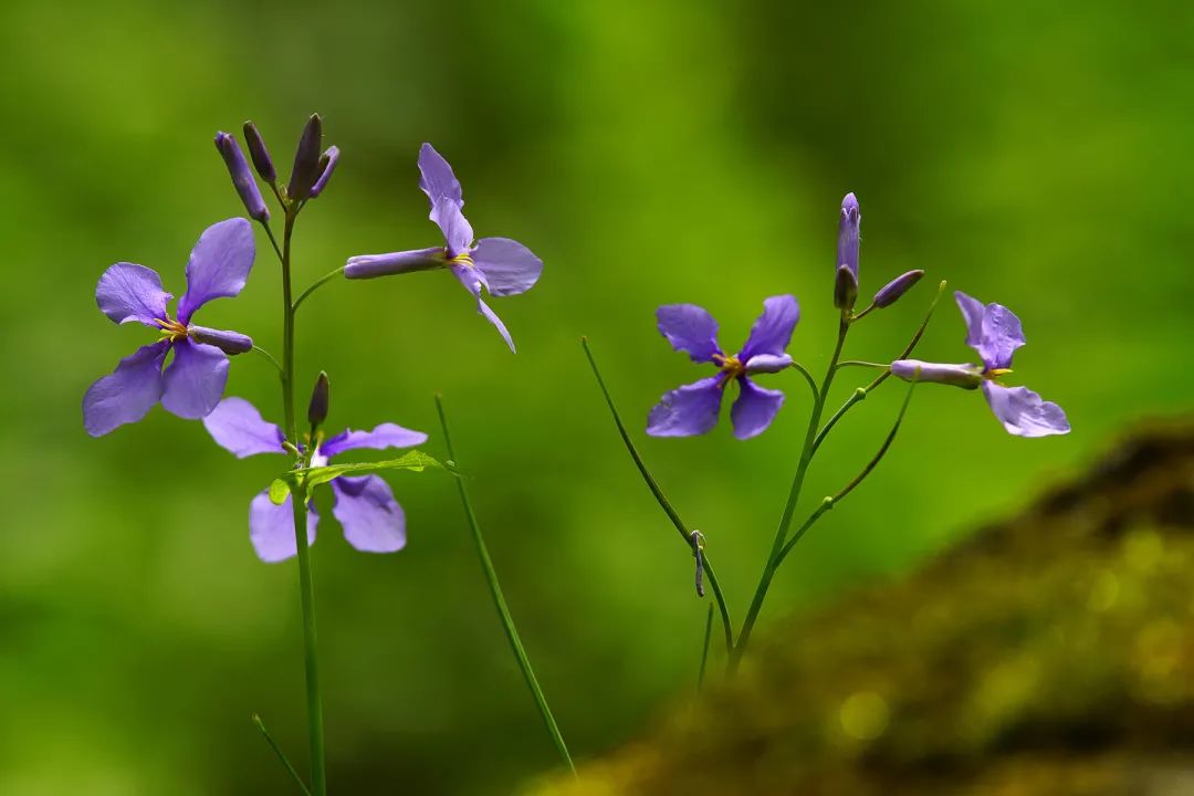 养蜜蜂种植什么花最好（蜜蜂喜欢的花卉大全）