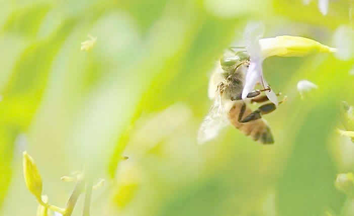 意大利蜜蜂什么时候开始春繁？