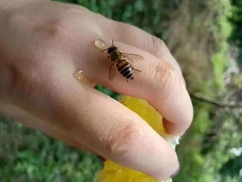 被蜜蜂蜇伤怎么办（蜜蜂蛰伤了怎么处理）