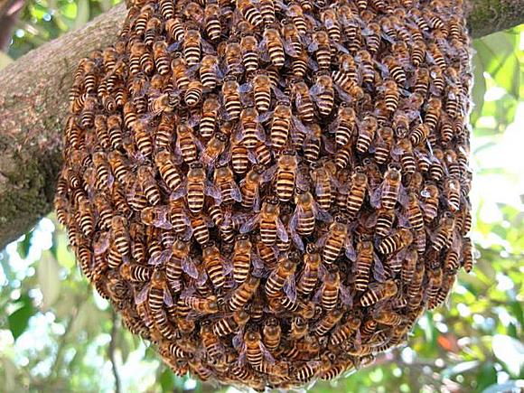 野生蜜蜂的生活环境和特点（家养蜜蜂和野生蜜蜂区别）