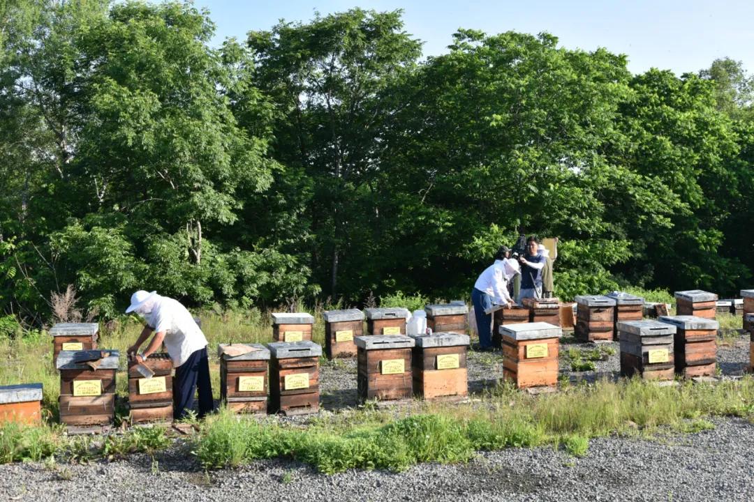 学养蜂技术培训在哪里（想学养蜂技术去哪里学）