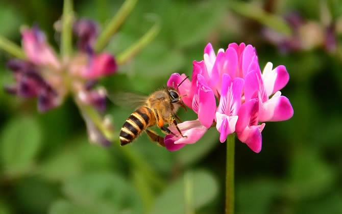 新手养蜂