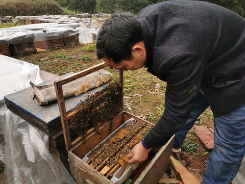 中蜂如何快速扩大蜂场（中蜂这样扩场快）