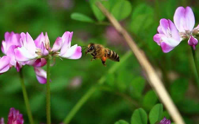 什么是蜜蜂王台（蜜蜂王台介绍）