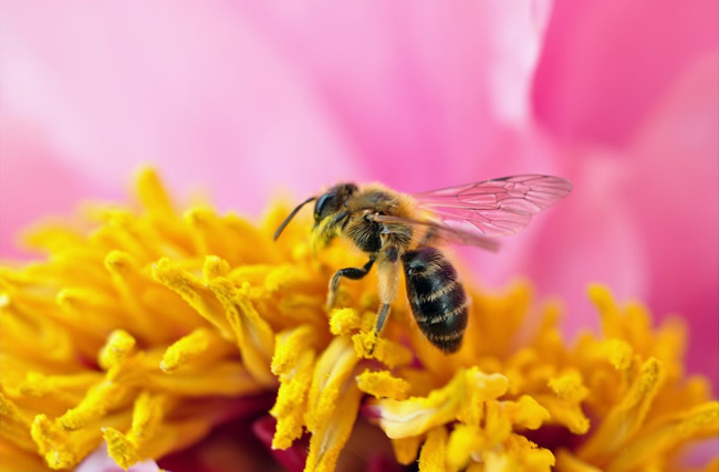 蜜蜂身上的灰白色物体是什么？