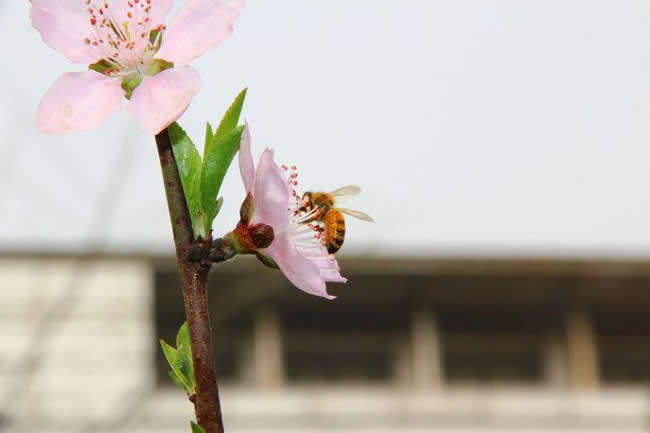 蜜蜂身上的灰白色物体是什么？