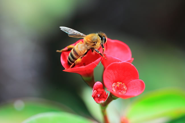 蜜蜂身上的灰白色物体是什么？