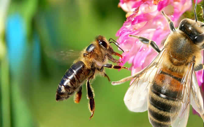 养一箱蜜蜂要多少成本