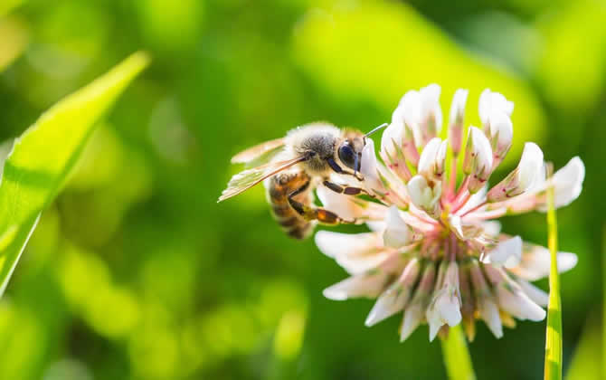 养一箱蜜蜂要多少成本