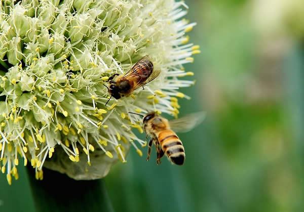 【蜜蜂知识】一窝蜜蜂可以有几个蜂王？