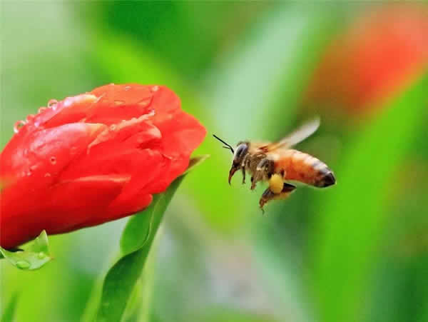 【蜜蜂知识】一窝蜜蜂可以有几个蜂王？