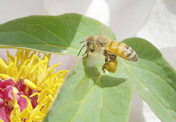 【蜜蜂知识】一窝蜜蜂可以有几个蜂王？