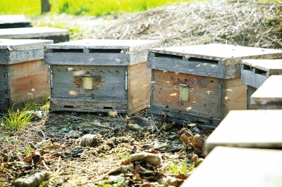 新手养蜂怎样分箱（蜜蜂怎样人工分箱）