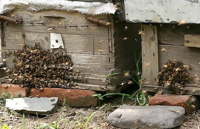 如何有效预防和制止盗蜂现象