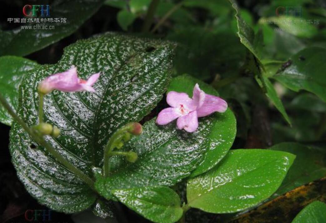 消失100多年！云南发现极危物种异叶苣苔，野生华南虎会出现吗？