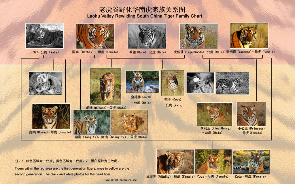 消失100多年！云南发现极危物种异叶苣苔，野生华南虎会出现吗？