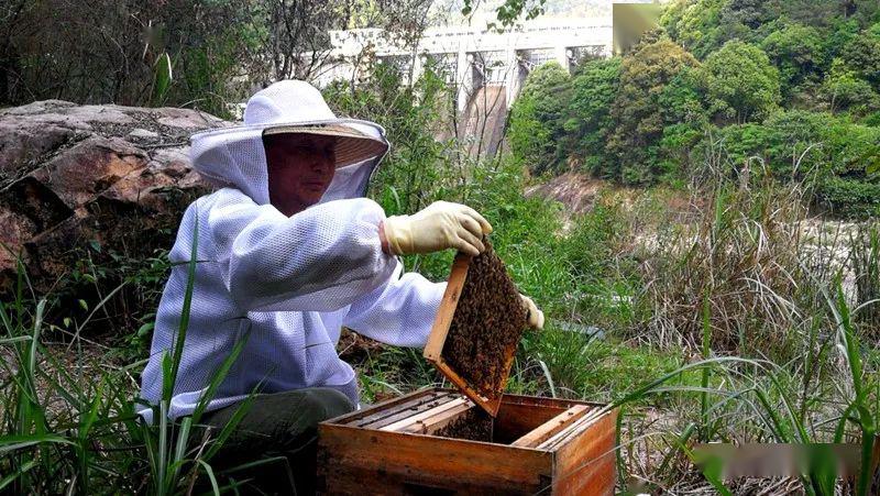 家养的蜜蜂为什么会全部飞走（家养的蜜蜂飞走了有啥原因）