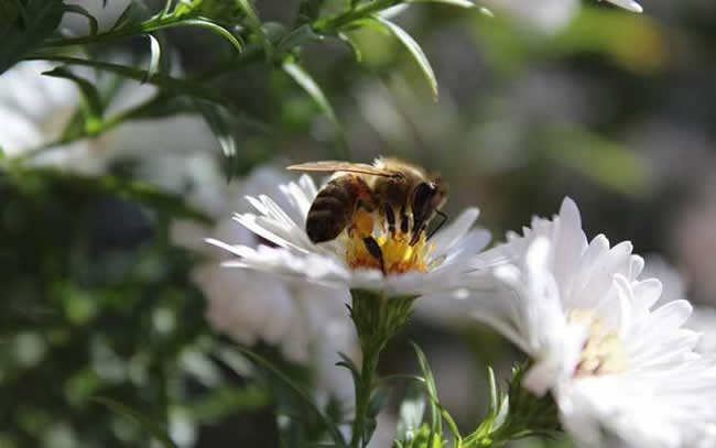 怎么区分工蜂和蜂王