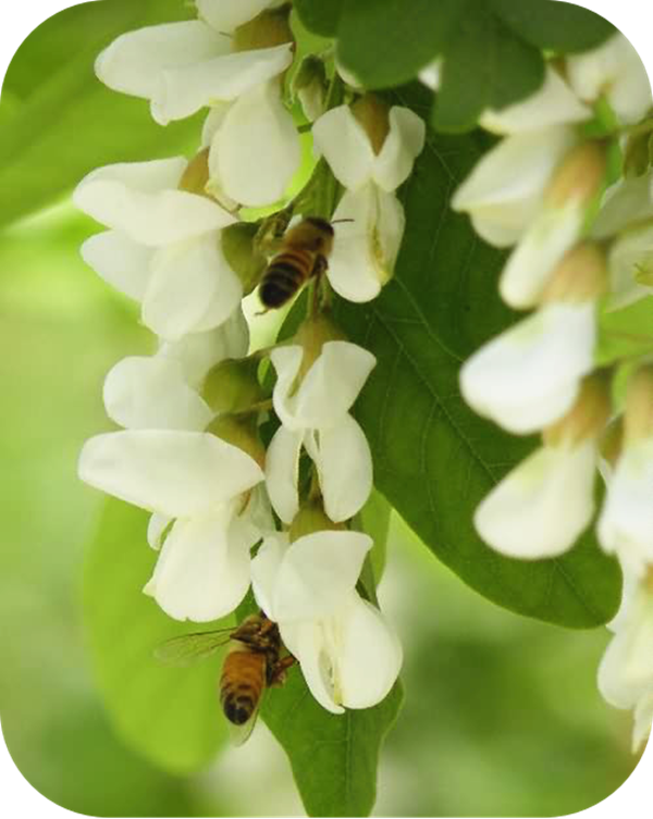 有哪些蜂蜜是最常见的（常见的17种蜂蜜介绍）