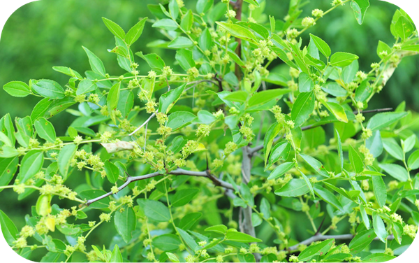 有哪些蜂蜜是最常见的（常见的17种蜂蜜介绍）