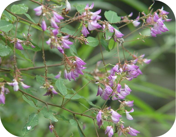 有哪些蜂蜜是最常见的（常见的17种蜂蜜介绍）