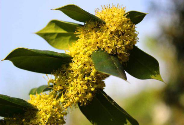 各个季节的蜜源植物（一年四季蜜源植物）