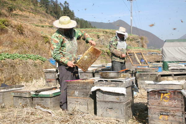 中蜂蜂场选址要求（养蜂场地如何选择，这样的地方适合养蜂吗）