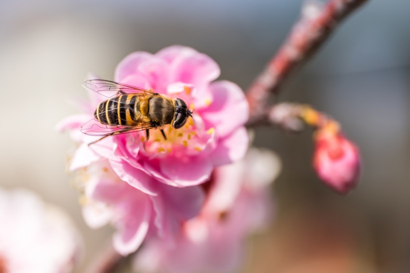 蜜蜂的分类有哪些（蜜蜂分为哪几类）