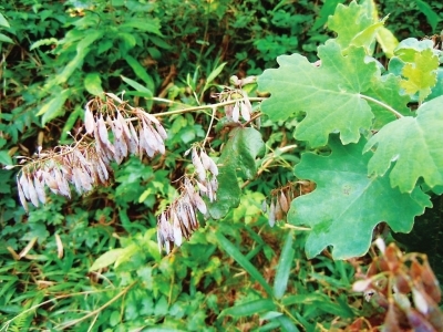 中蜂的四大蜜源植物有哪些？(常见的中蜂蜜源)