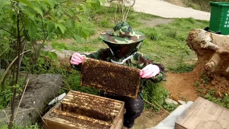 养蜂培训班要多少钱（学养蜂技术培训在哪里）